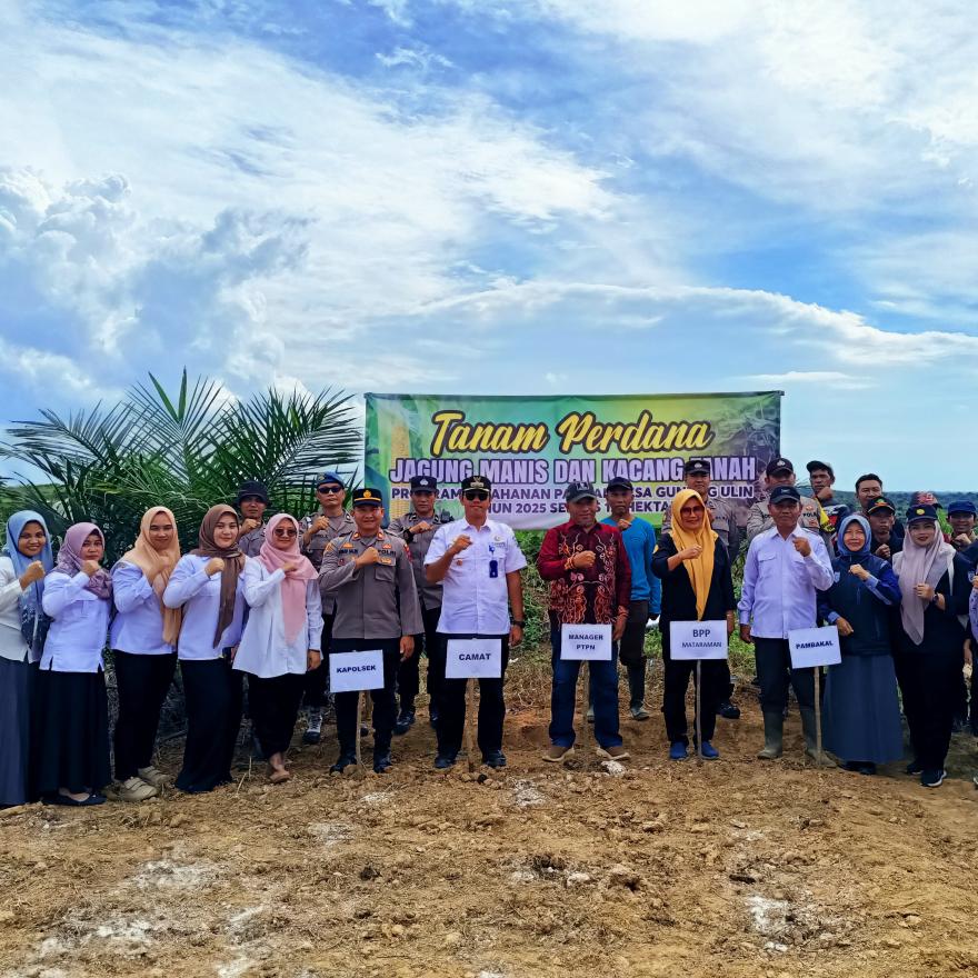 Tanam Perdana Jagung Manis dan Kacang Tanah Program Ketahanan Pangan Desa Gunung Ulin Tahun 2025